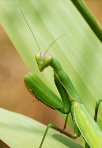 mantid_august_2007-3.jpg