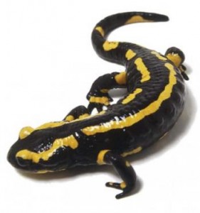 salamandra-400x427-350x374.jpg