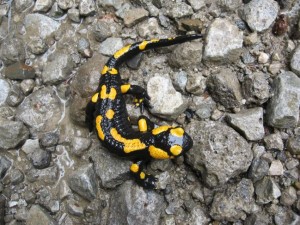 salamandra-skvrnita.jpg